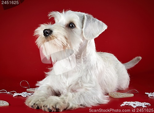 Image of White miniature schnauzer puppy