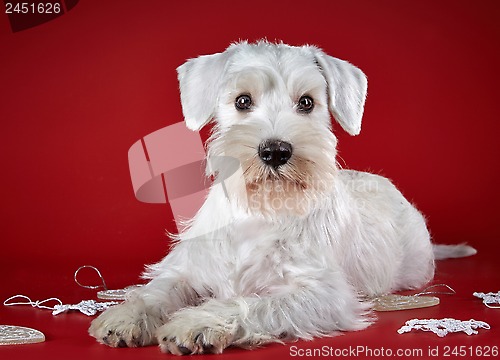 Image of White miniature schnauzer puppy