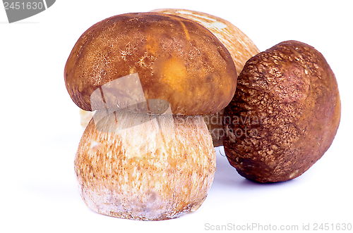 Image of Porcini Mushrooms