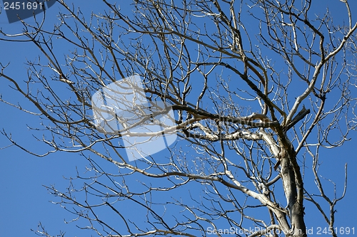 Image of Bare Tree