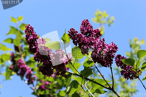 Image of Fine branches of lilac