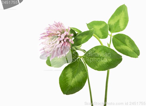 Image of clover branch