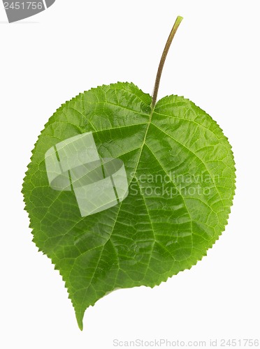 Image of green leaf