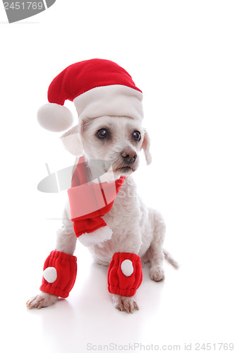 Image of White dog wearing Santa hat, scarf and legwarmers