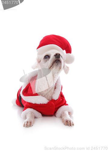 Image of White dog wearing a santa claus suit and looking up