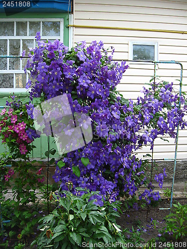 Image of beautiful blue flowers of clematis near the house