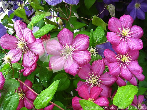 Image of beautiful pink flowers of clematis