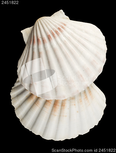 Image of Scallop shell