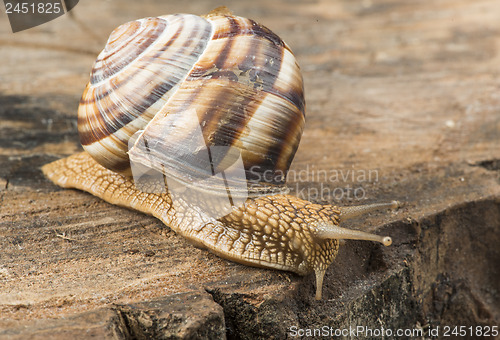 Image of Snail on tree bark