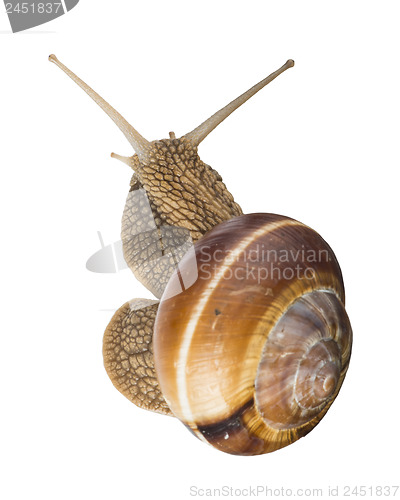 Image of White isolated snail