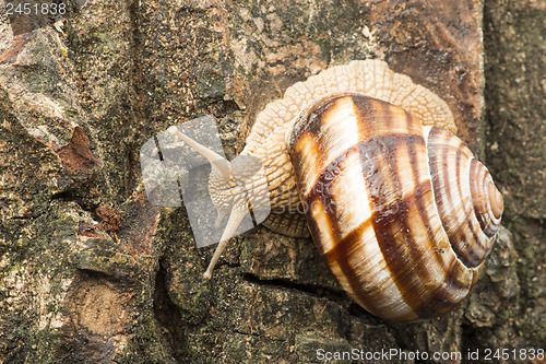 Image of Snail on tree bark