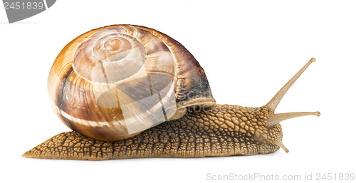 Image of White isolated snail