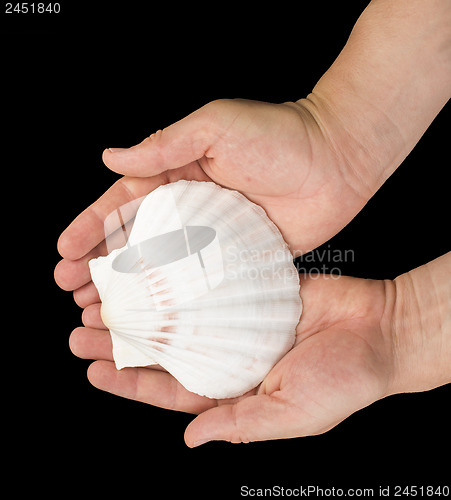 Image of Scallop shell