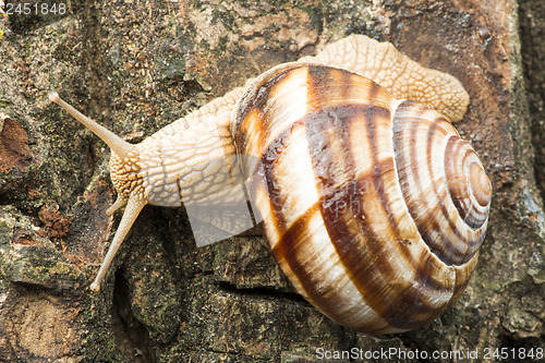 Image of Snail on tree bark