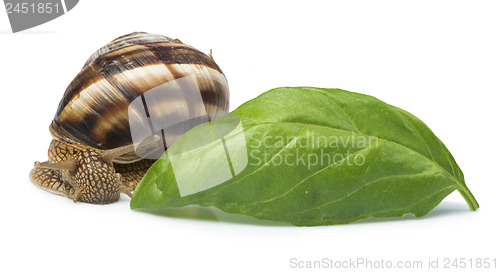 Image of White isolated snail