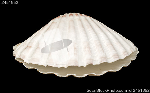 Image of Scallop shell