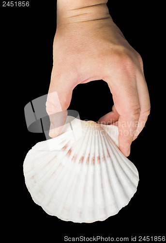 Image of Scallop shell