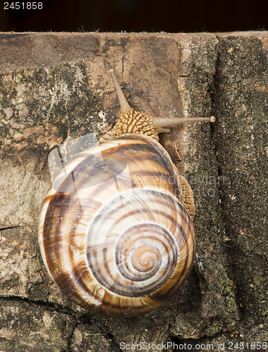 Image of Snail on tree bark