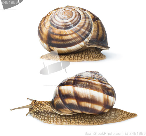 Image of White isolated snail