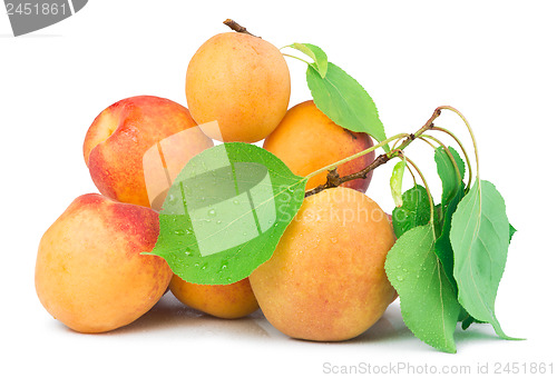 Image of Apricots and leaf white isolated