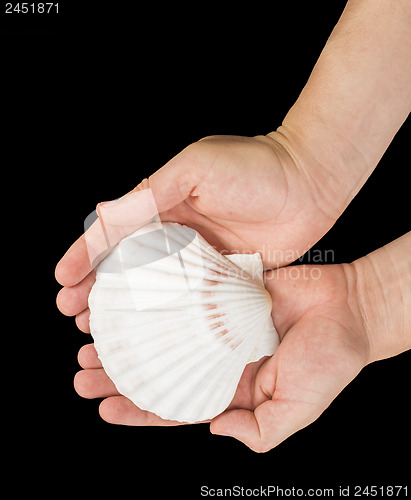 Image of Scallop shell