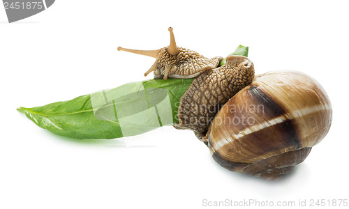 Image of Snail and green leaf