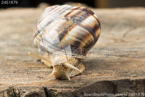 Image of Snail on tree bark