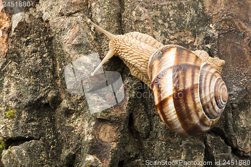 Image of Snail on tree bark