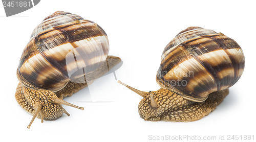 Image of White isolated snail