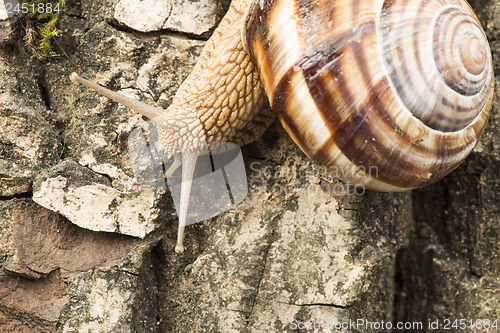 Image of Snail on tree bark