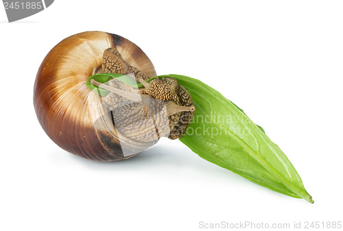 Image of Snail and green leaf