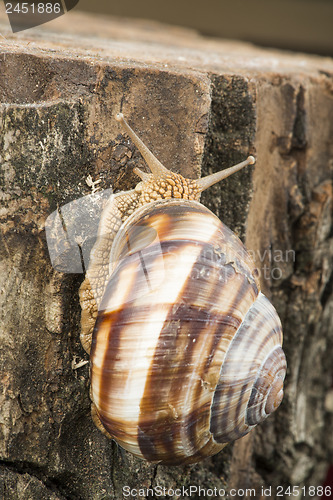 Image of Snail on tree bark