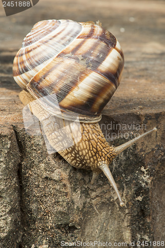 Image of Snail on tree bark