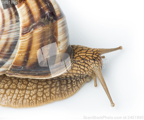 Image of White isolated snail