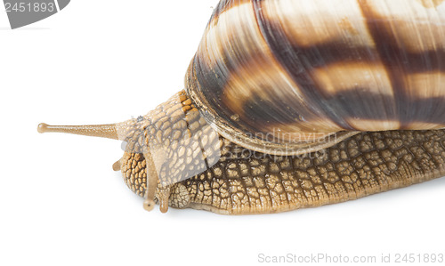 Image of White isolated snail