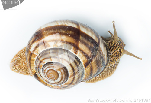 Image of White isolated snail