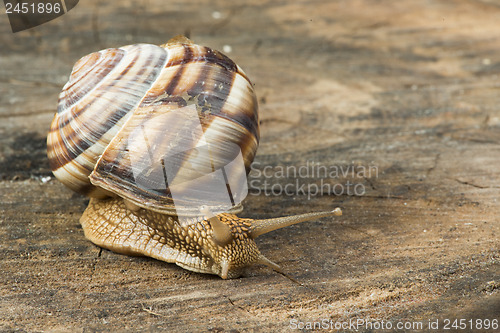 Image of Snail on tree bark