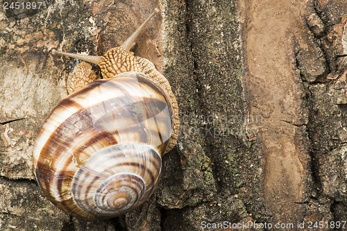 Image of Snail on tree bark