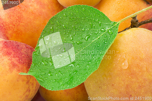 Image of Close up apricots.