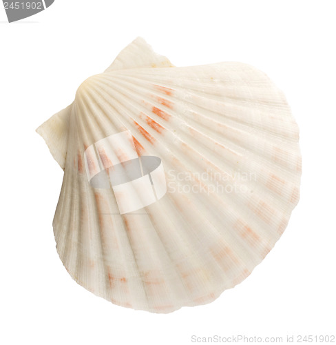 Image of Scallop shell