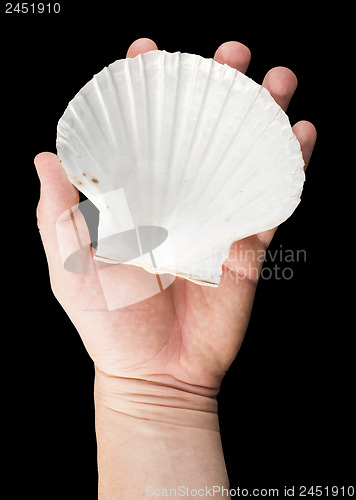 Image of Scallop shell