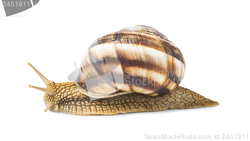 Image of White isolated snail