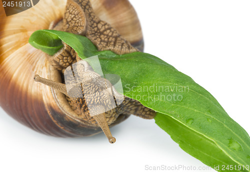 Image of Snail and green leaf