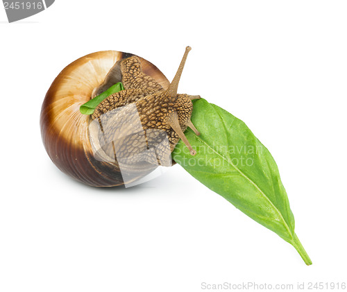 Image of Snail and green leaf