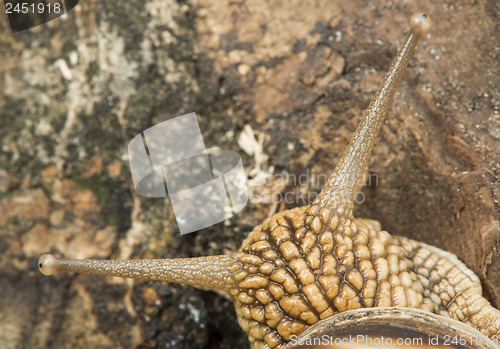 Image of Snail on tree bark