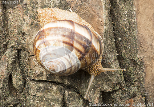 Image of Snail on tree bark