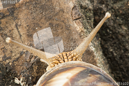 Image of Snail on tree bark