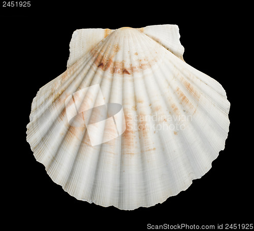 Image of Scallop shell