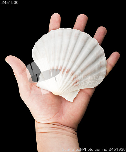 Image of Scallop shell