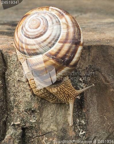 Image of Snail on tree bark